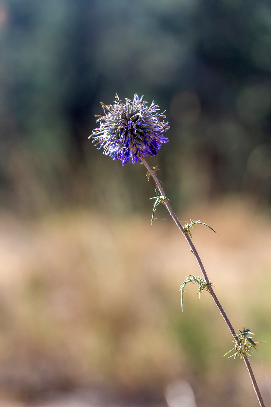 Image of Echinops adenocaulos specimen.