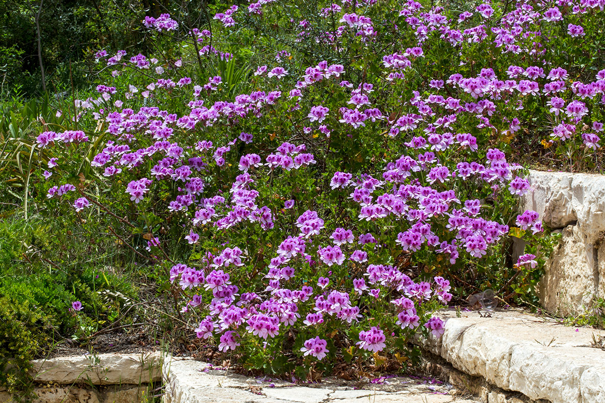 Изображение особи Pelargonium cucullatum.