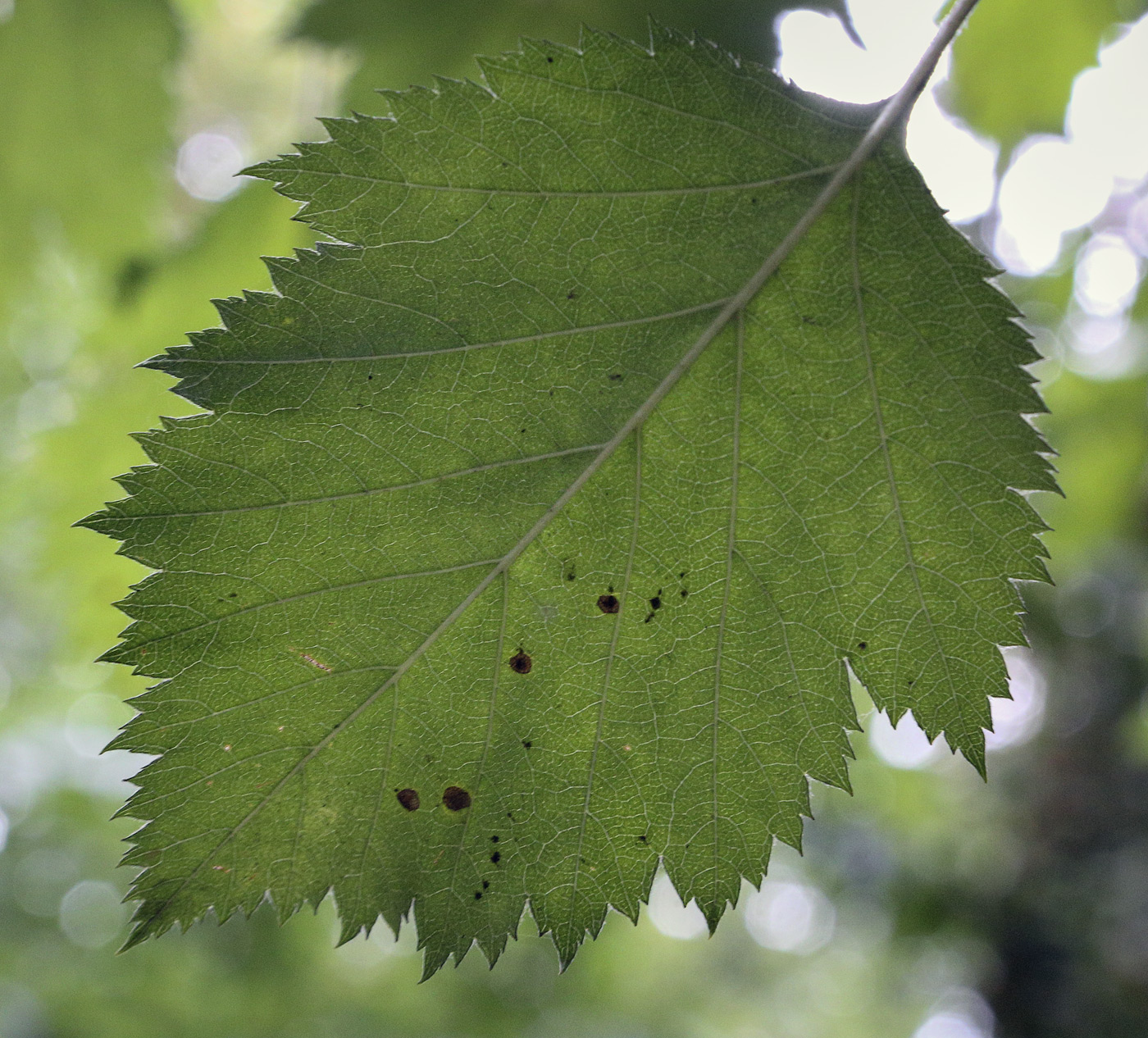 Image of Crataegus chlorosarca specimen.