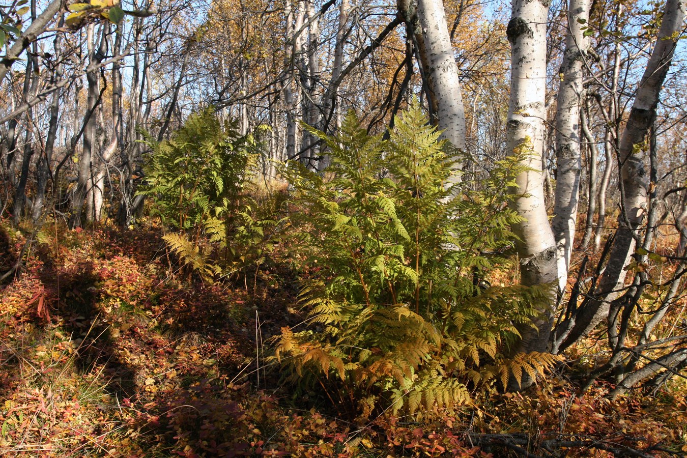 Image of Dryopteris assimilis specimen.