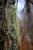 Usnea barbata