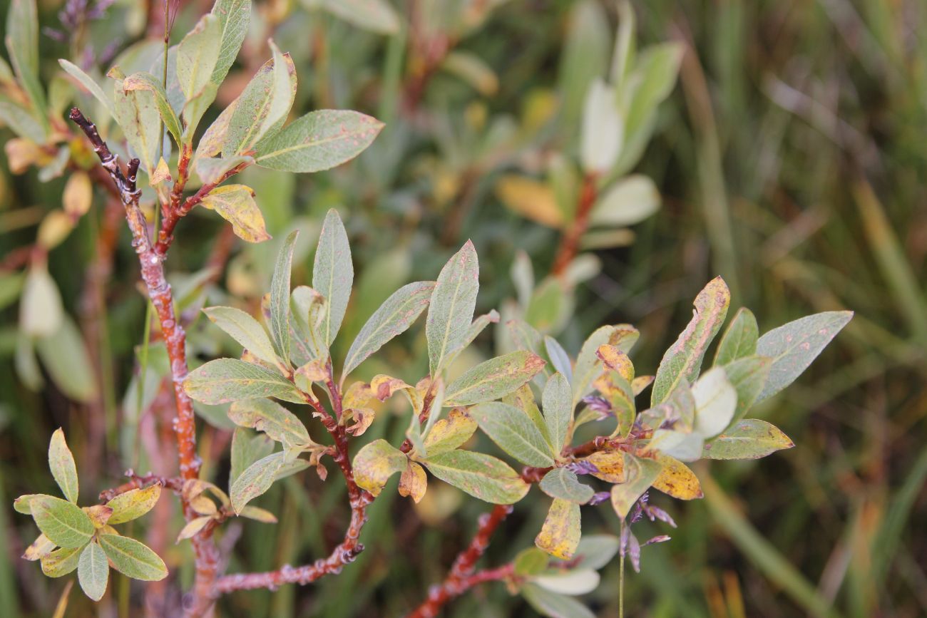 Image of genus Salix specimen.