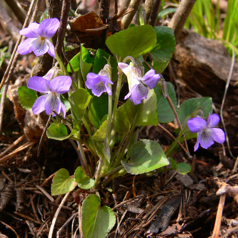 Image of Viola rupestris specimen.