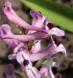 genus Corydalis