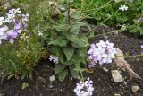 Hesperis matronalis