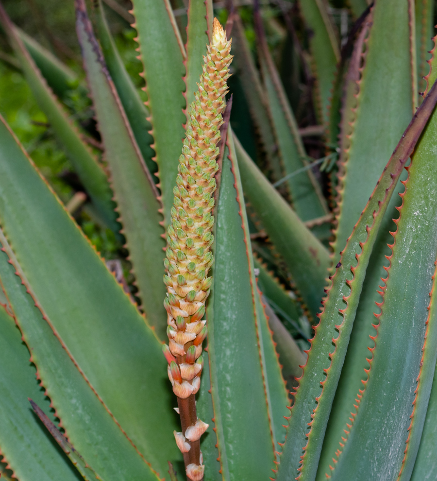 Image of Aloe lutescens specimen.