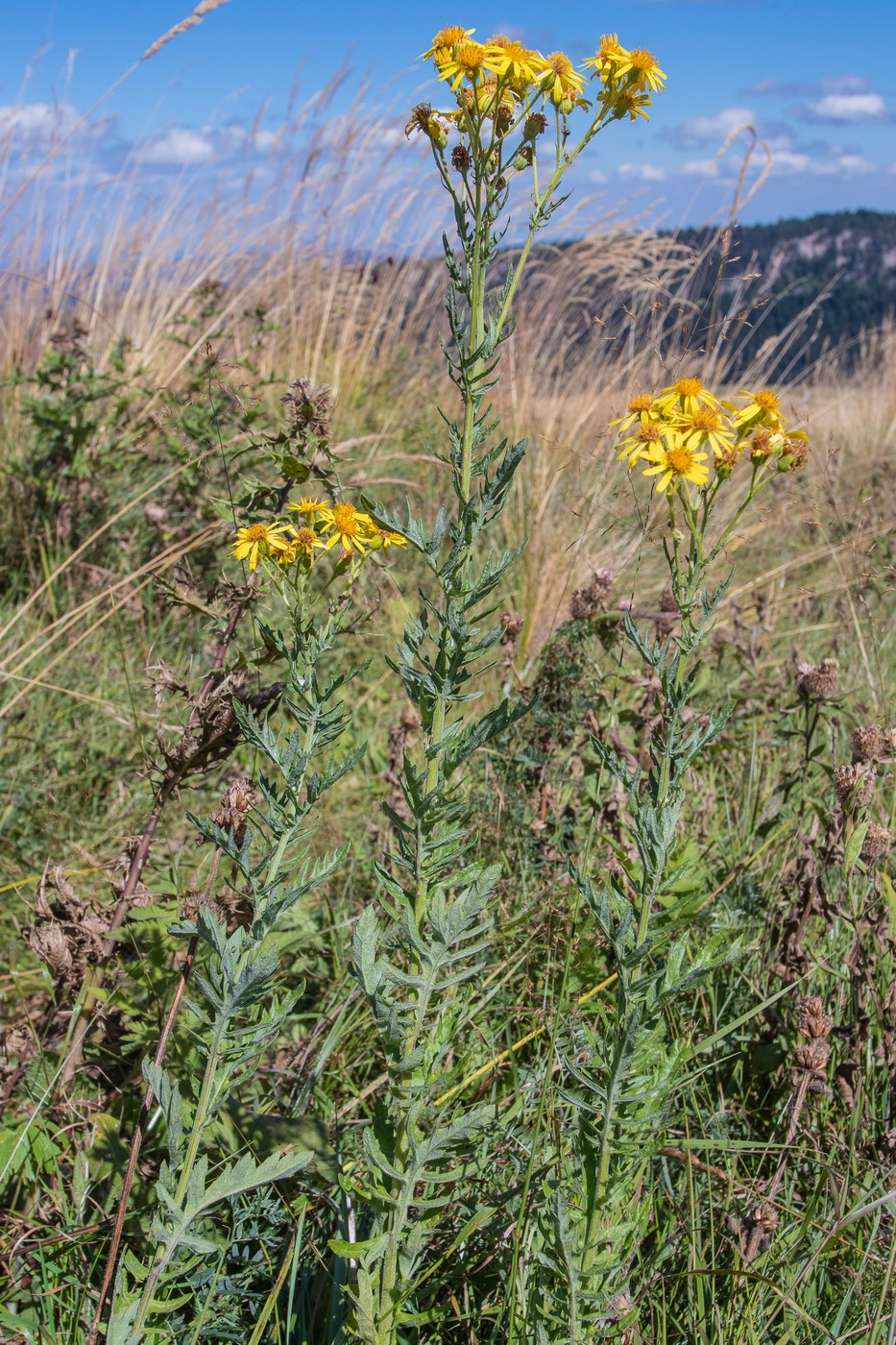 Изображение особи Senecio grandidentatus.