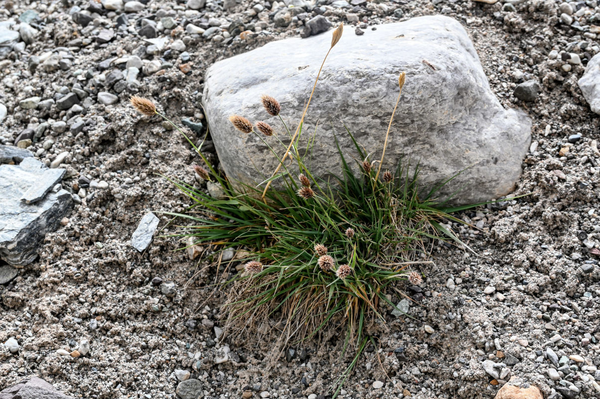 Image of Calamagrostis anthoxanthoides specimen.