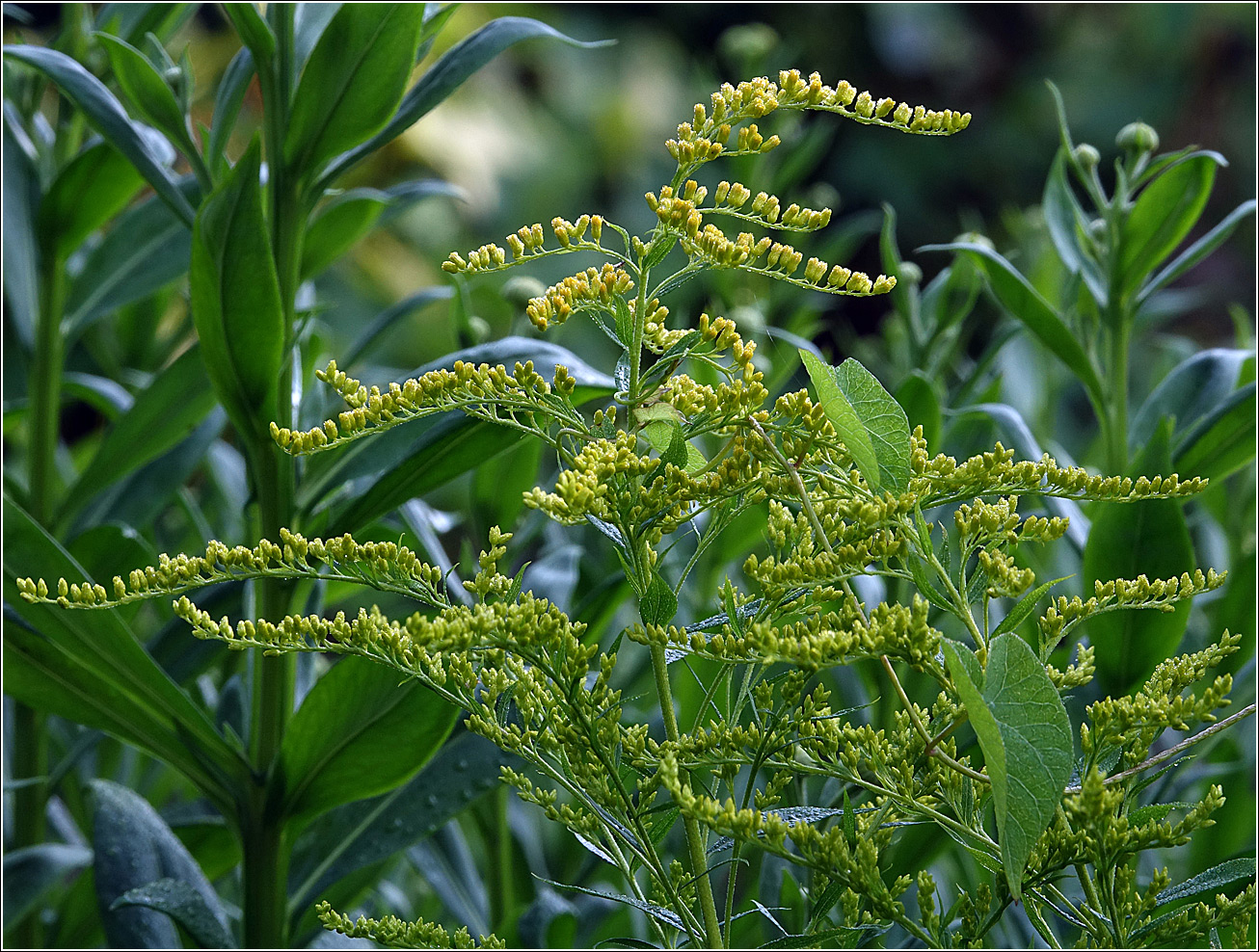 Image of Solidago canadensis specimen.