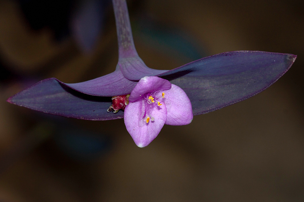 Изображение особи Tradescantia pallida.