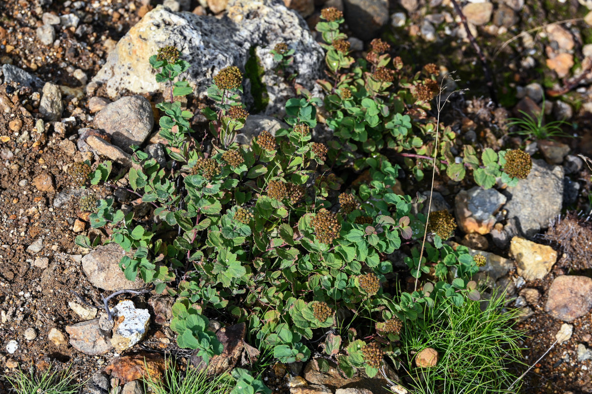 Image of Spiraea beauverdiana specimen.