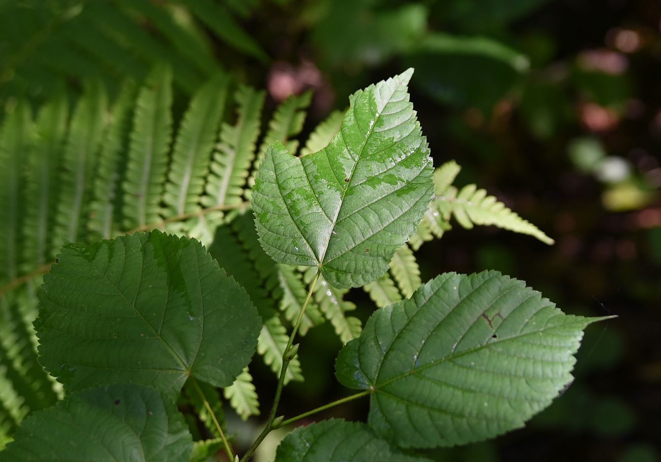 Image of Tilia platyphyllos specimen.