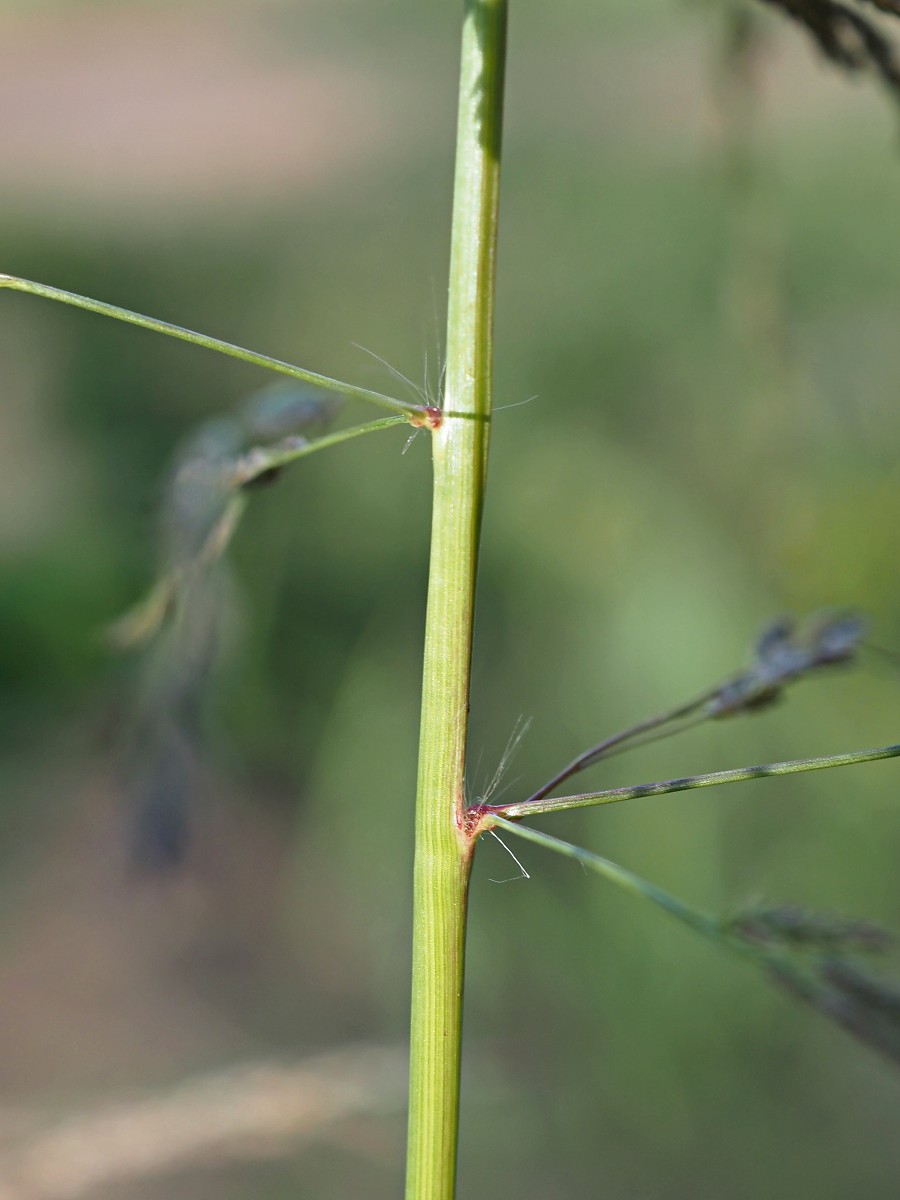 Image of Eragrostis pilosa specimen.