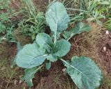 Смотреть изображение род Brassica