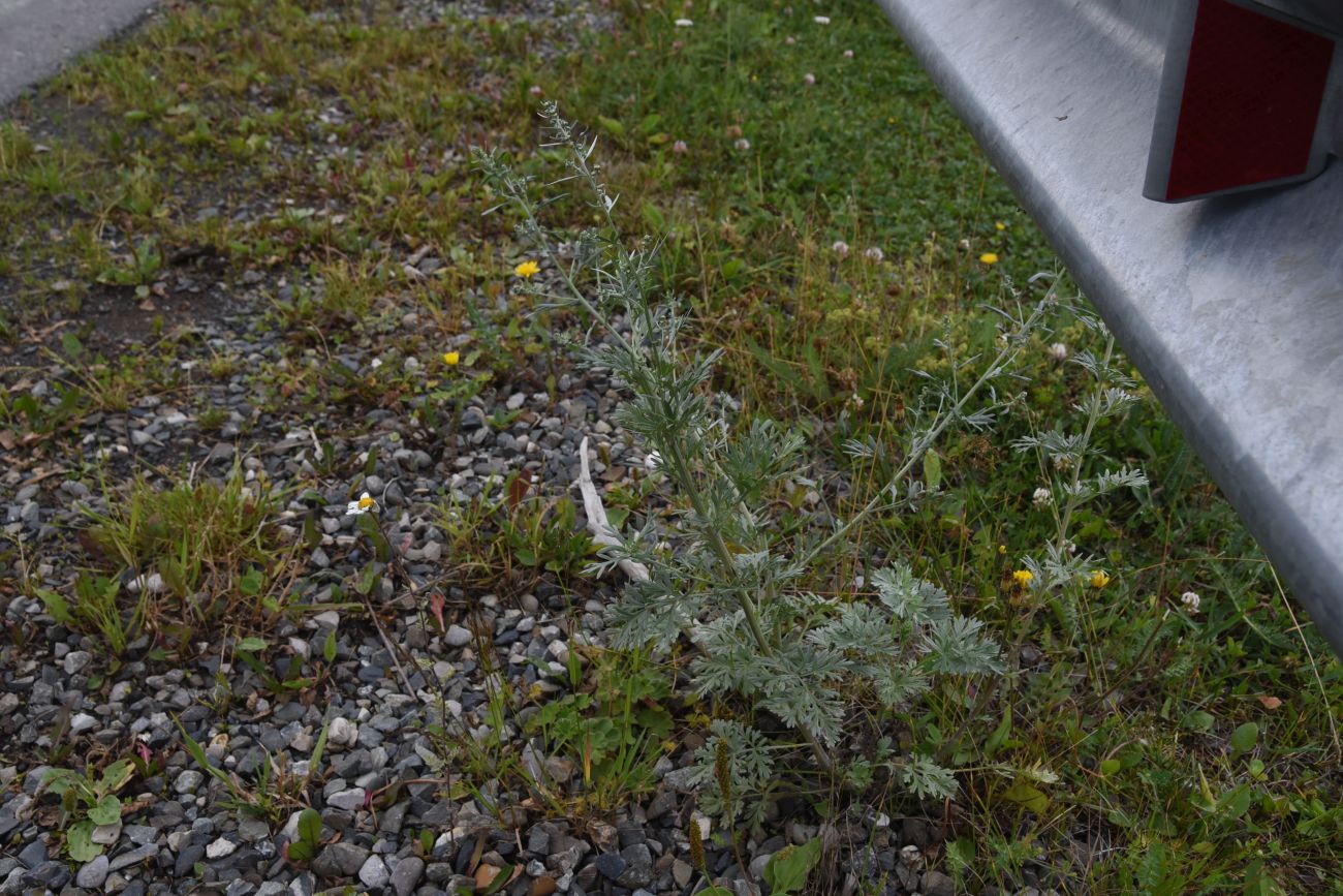 Image of Artemisia absinthium specimen.