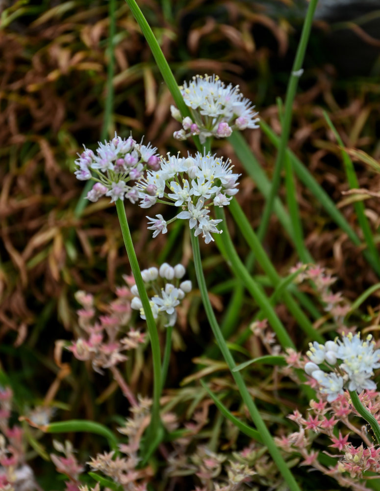 Изображение особи Allium denudatum.