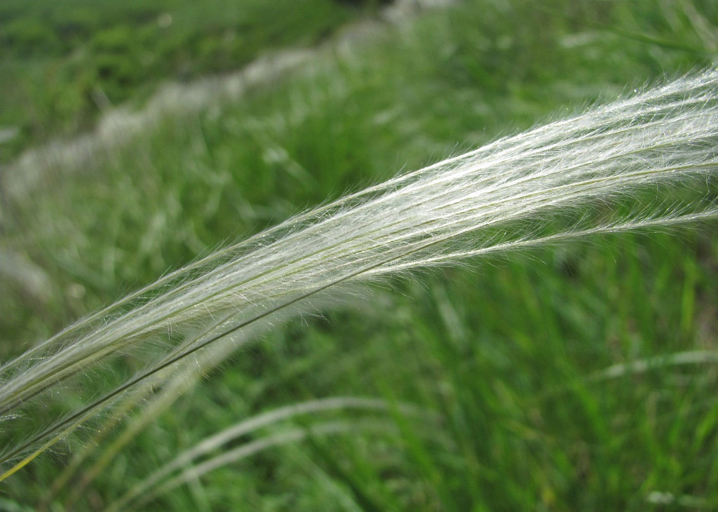 Image of genus Stipa specimen.