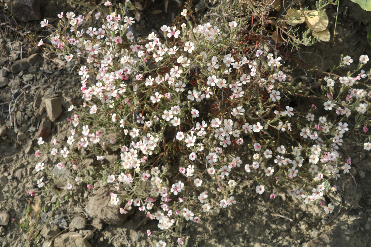 Image of Acanthophyllum versicolor specimen.