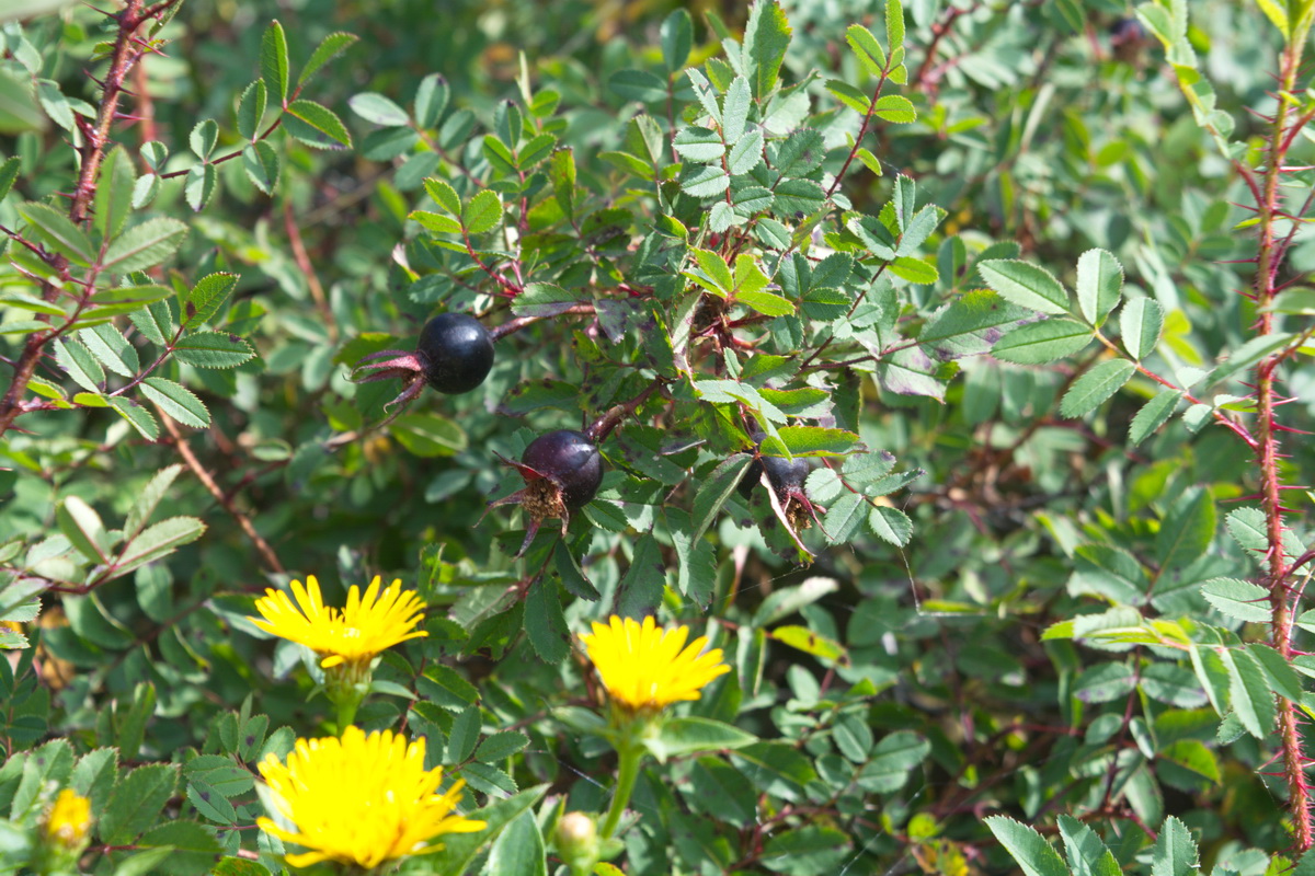 Image of Rosa spinosissima specimen.