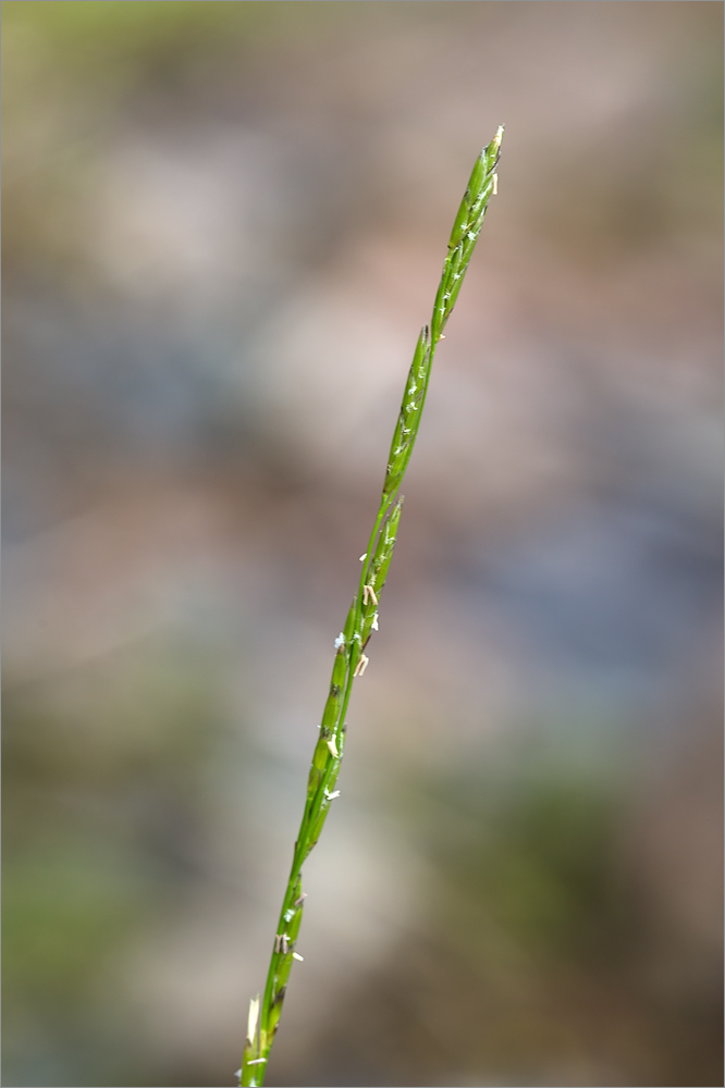 Image of Glyceria fluitans specimen.