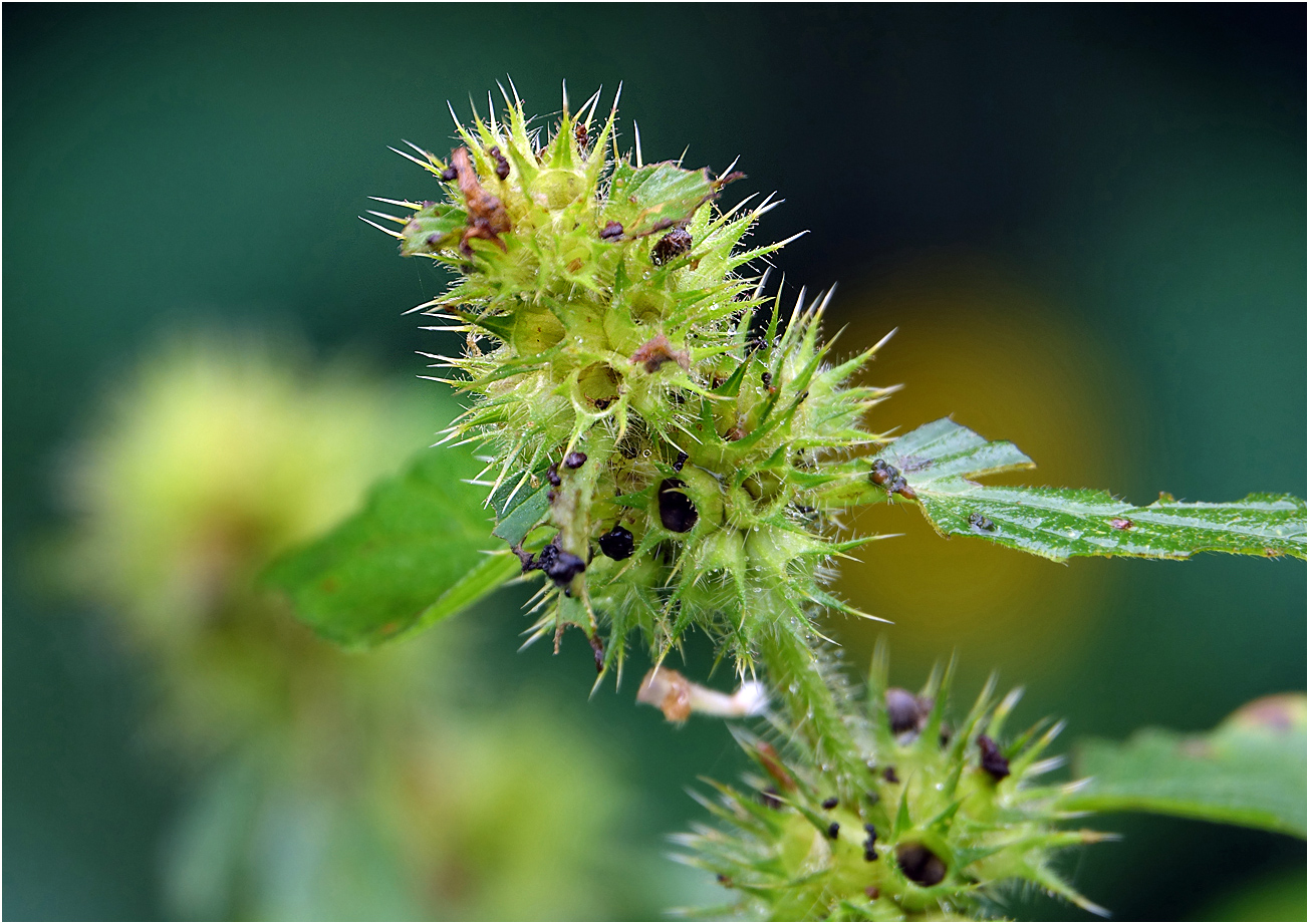 Изображение особи Galeopsis bifida.