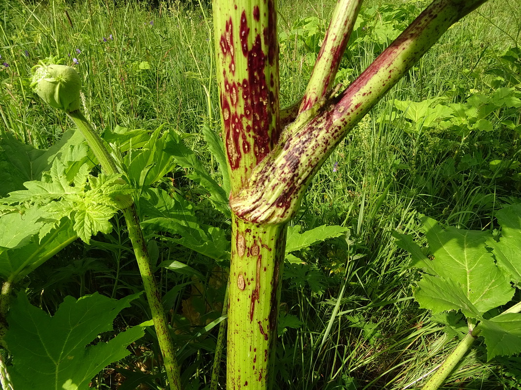 Image of Heracleum sosnowskyi specimen.