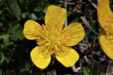 Ranunculus brachylobus. Цветок. Карачаево-Черкесия, Карачаевский р-н, Большой Кавказ, правый борт ущелья Кичкинекол, западный склон хребта под перевалом Малый Кичкинекол, ≈ 2890 м н.у.м., задернованная каменистая россыпь. 22.07.2023.