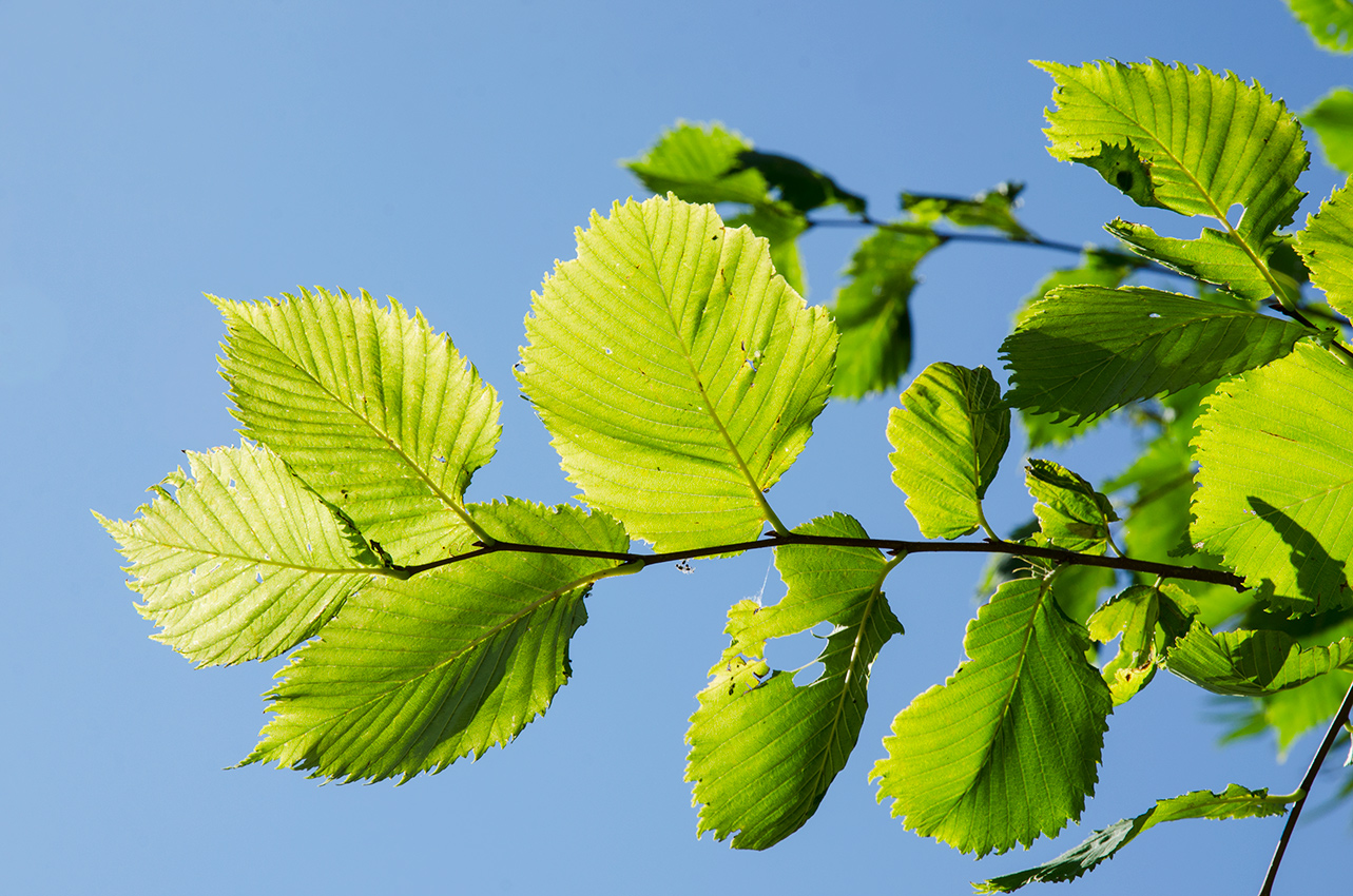 Изображение особи Ulmus glabra.