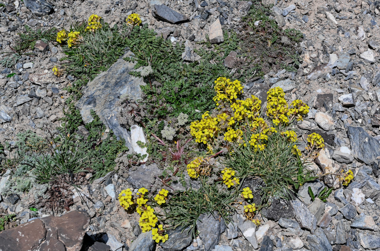 Image of Erysimum humillimum specimen.