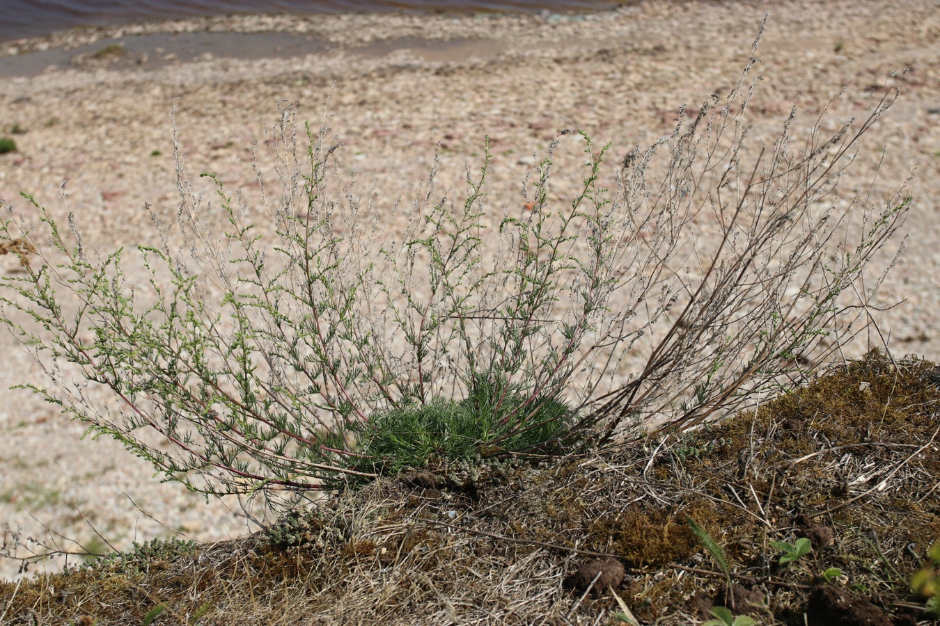 Image of Artemisia campestris specimen.