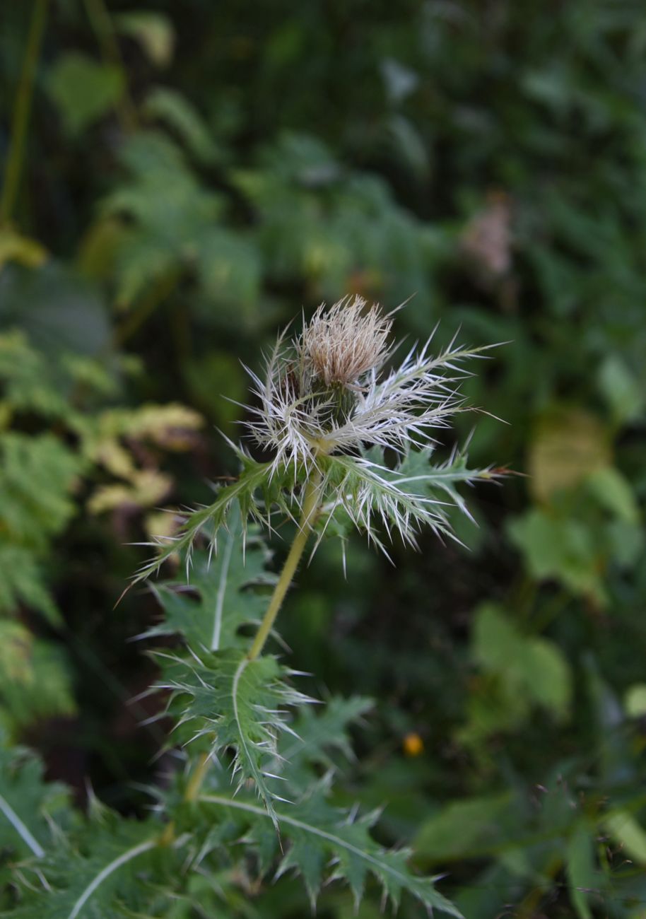 Изображение особи Cirsium obvallatum.