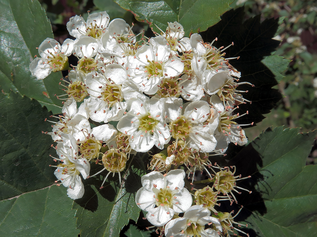 Image of Crataegus maximowiczii specimen.