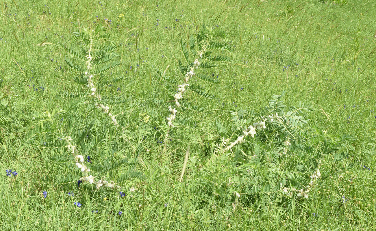 Изображение особи Astragalus sieversianus.