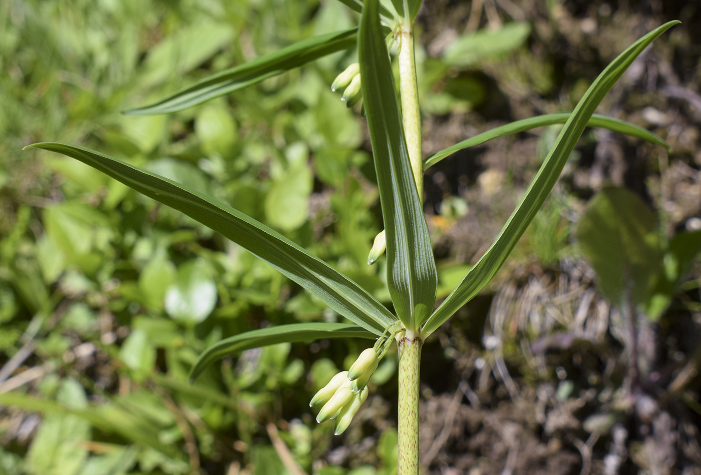 Изображение особи Polygonatum verticillatum.