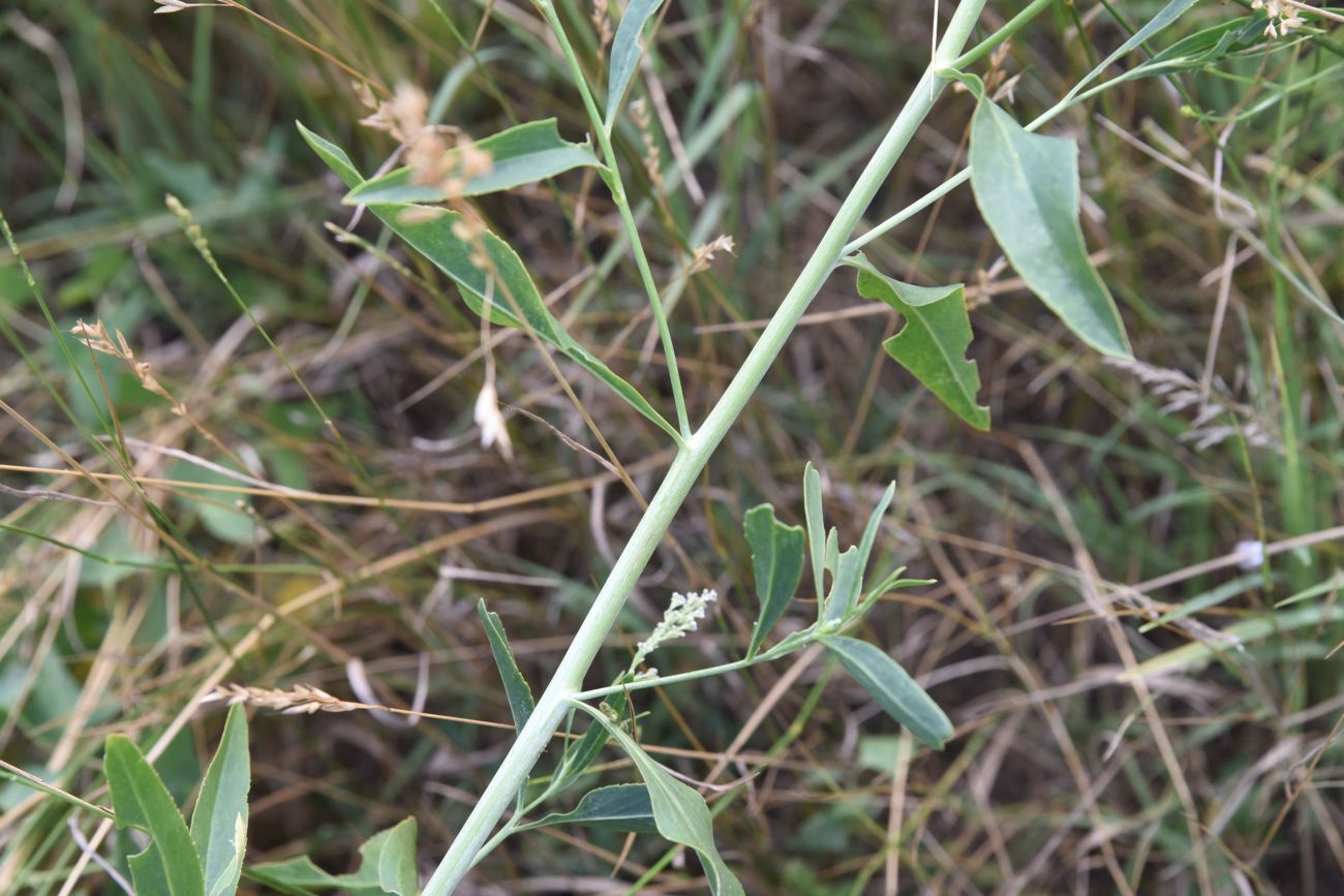 Изображение особи Lepidium latifolium.