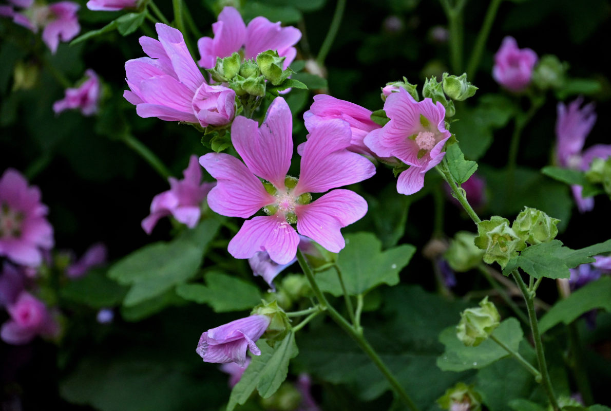 Image of Malva thuringiaca specimen.