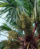 Trachycarpus fortunei. Незрелые соплодия и части листьев. Крым, Никитский ботанический сад, в культуре. 13.08.2007.