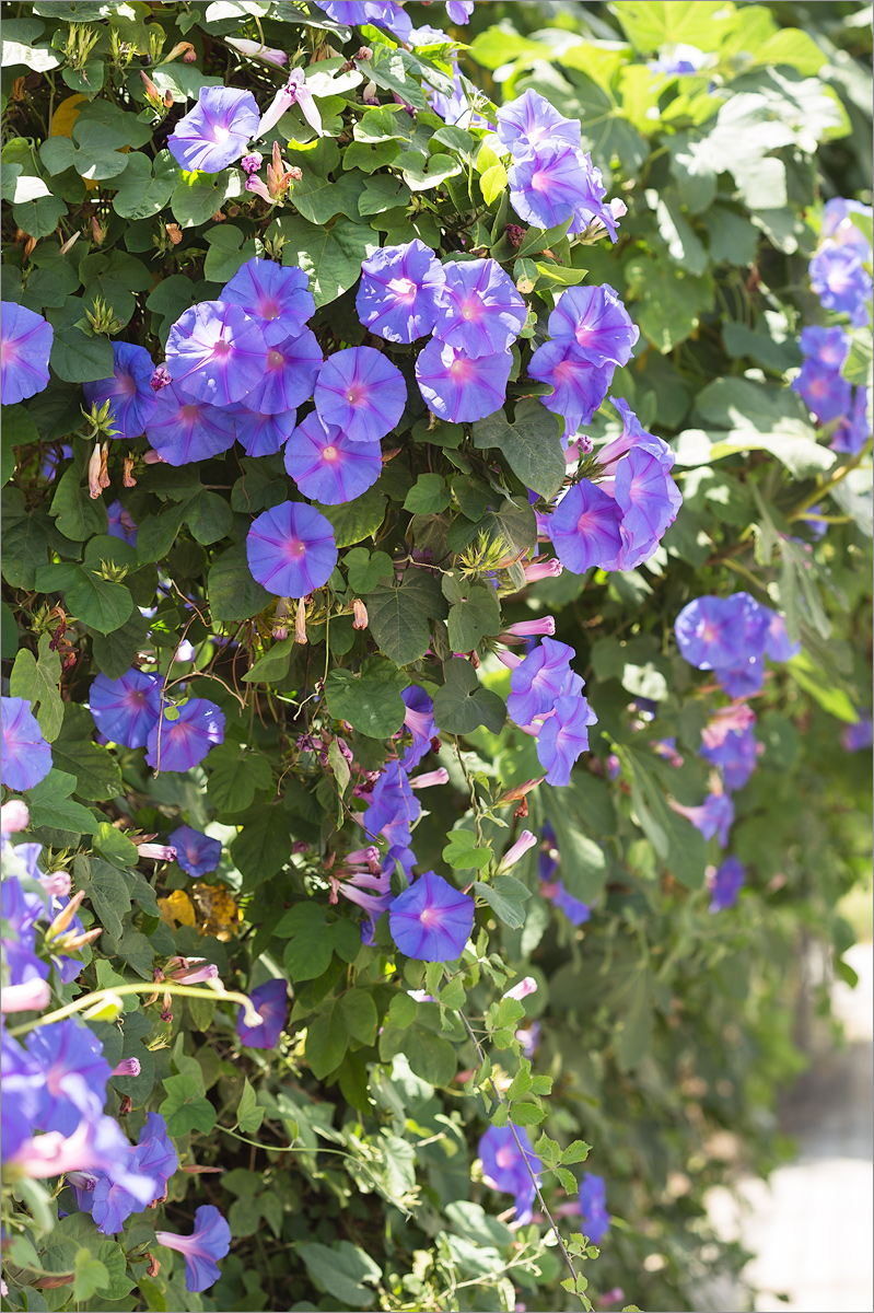 Image of Ipomoea indica specimen.