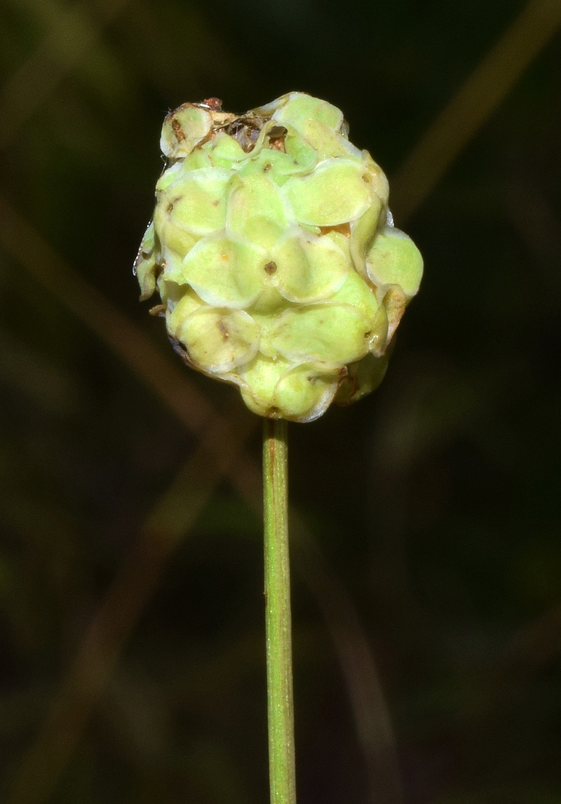 Image of Poterium polygamum specimen.