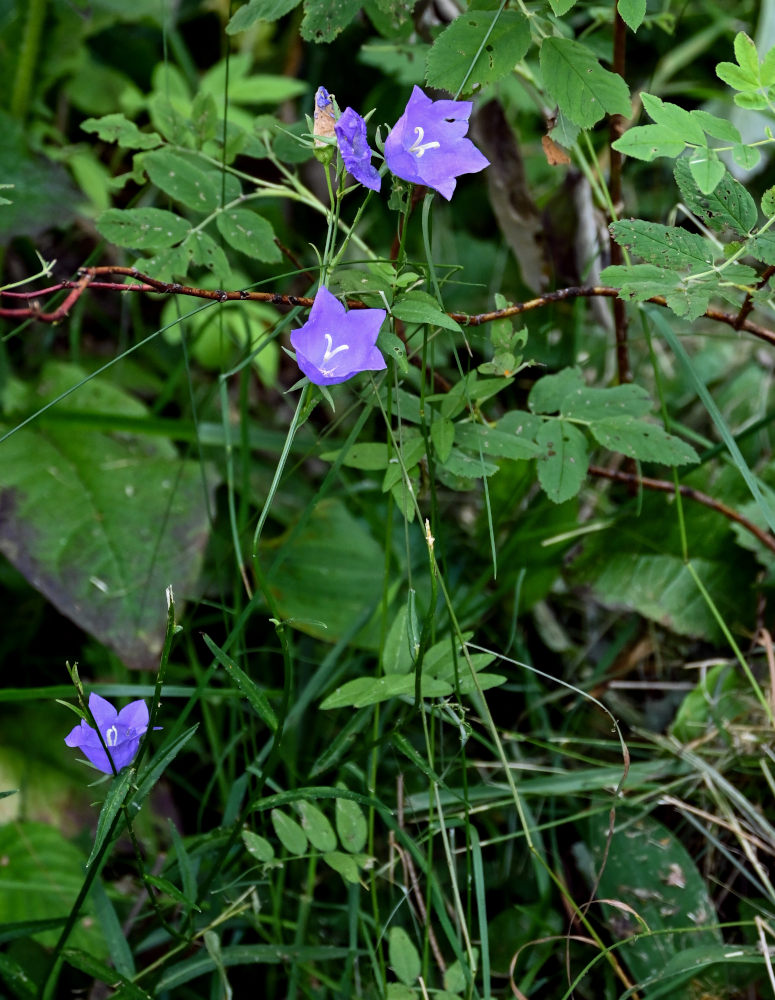 Image of Campanula persicifolia specimen.