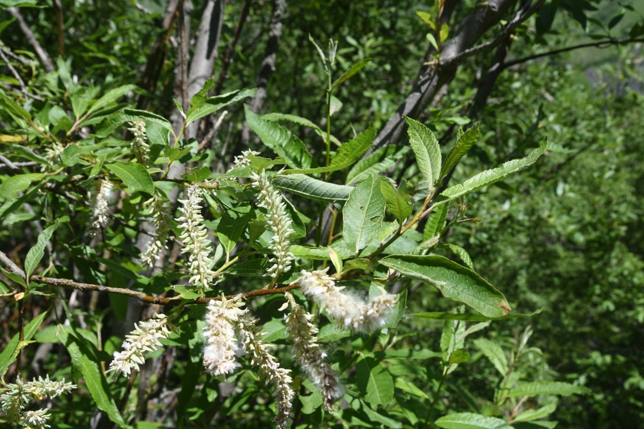 Image of genus Salix specimen.