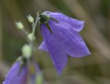 род Campanula. Цветок. Липецкая обл., Данковский р-н, 150 м от Камня Кудеяра, правый берег р. Дон, степь. 2 августа 2024 г.