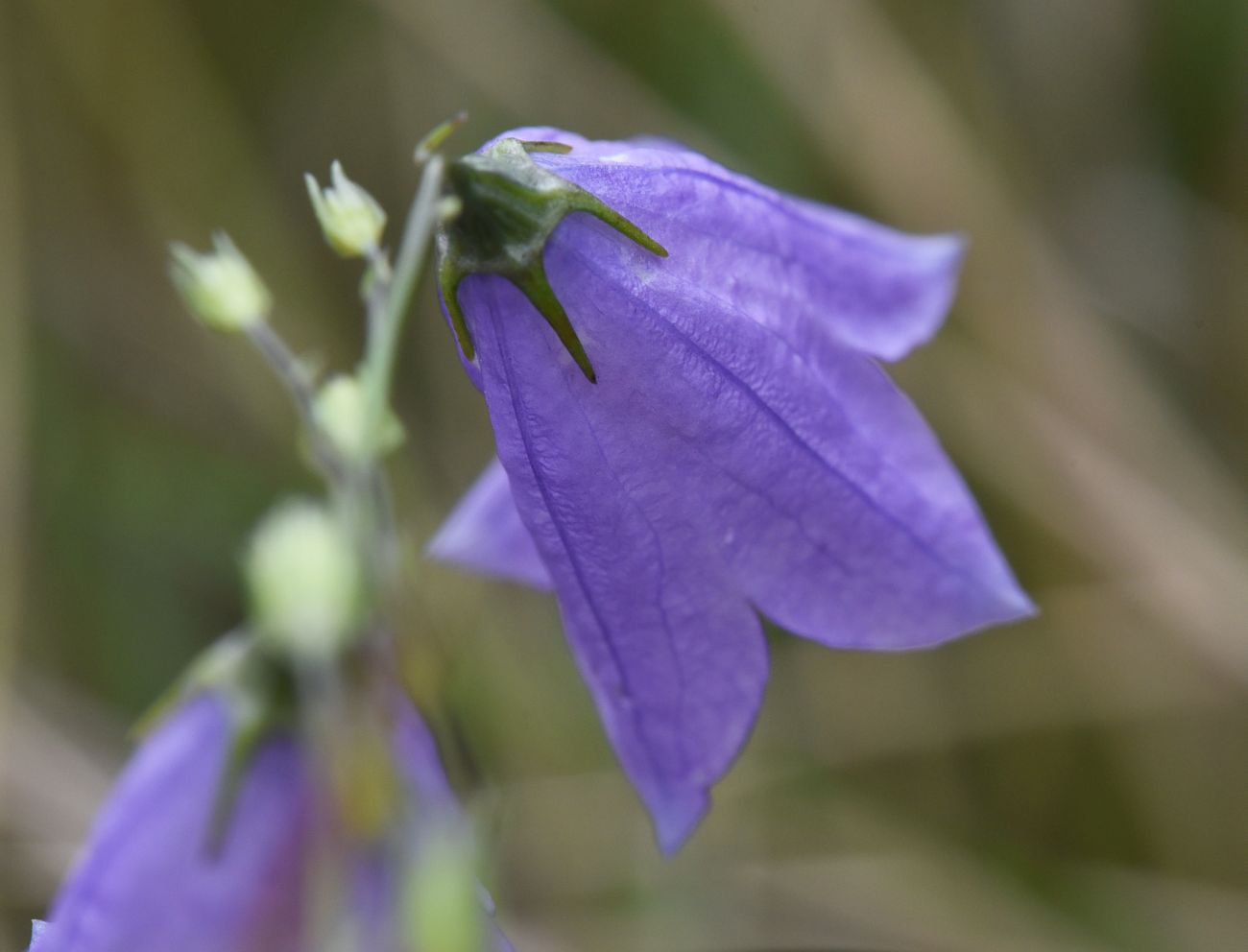 Image of Campanula rotundifolia specimen.