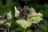 Cirsium oleraceum. Верхушка побега с соплодиями. Московская обл., Волоколамский гор. округ, долина р. Каменка, смешанный лес. 17.08.2024.