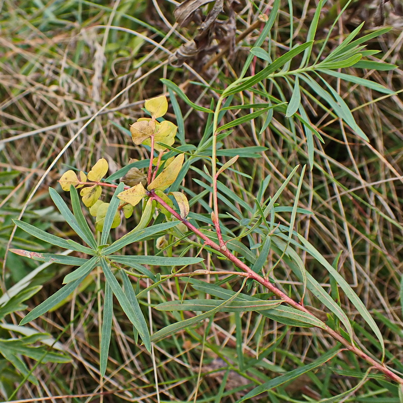 Изображение особи Euphorbia virgata.