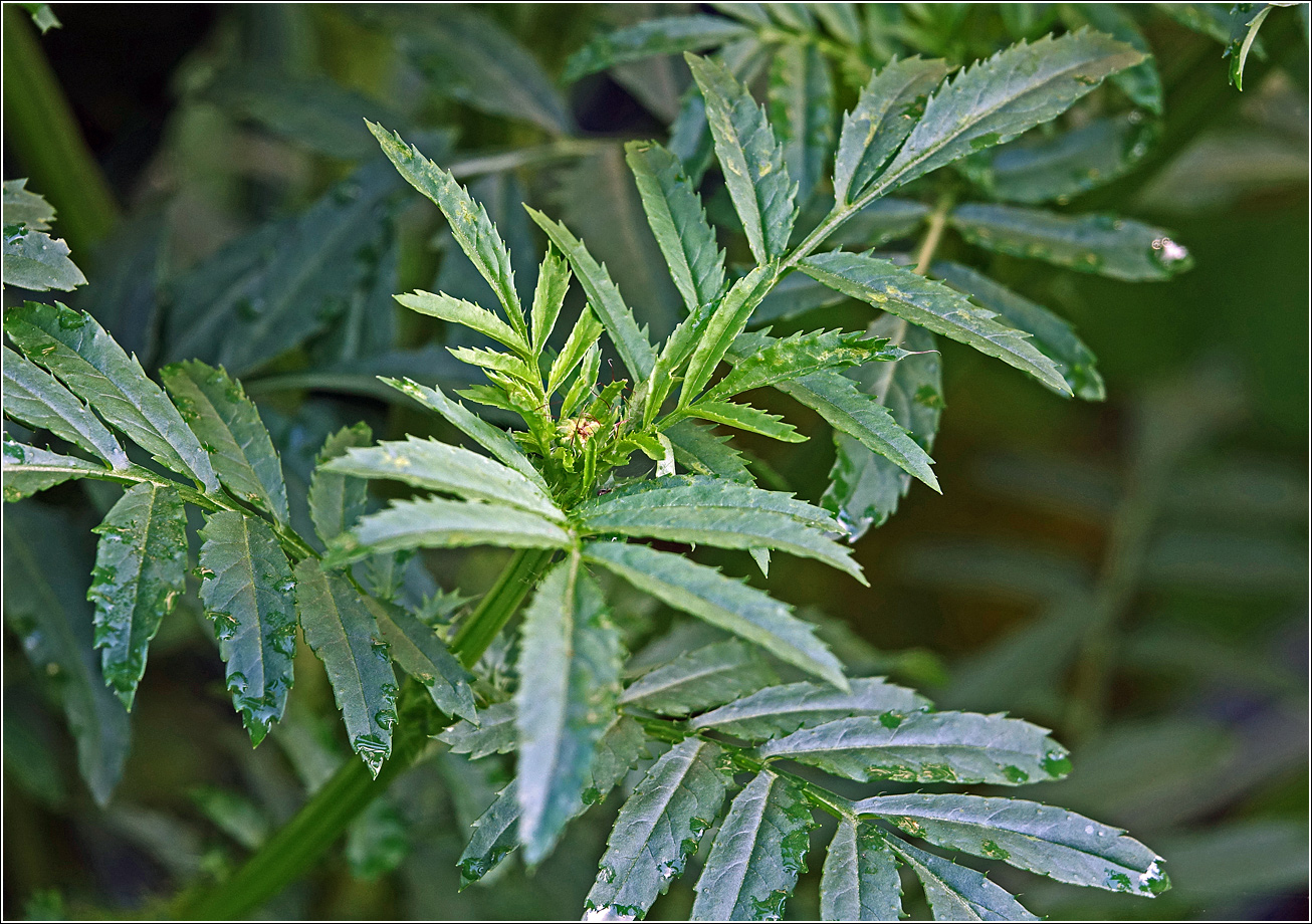 Image of Tagetes erecta specimen.