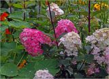 Hydrangea paniculata