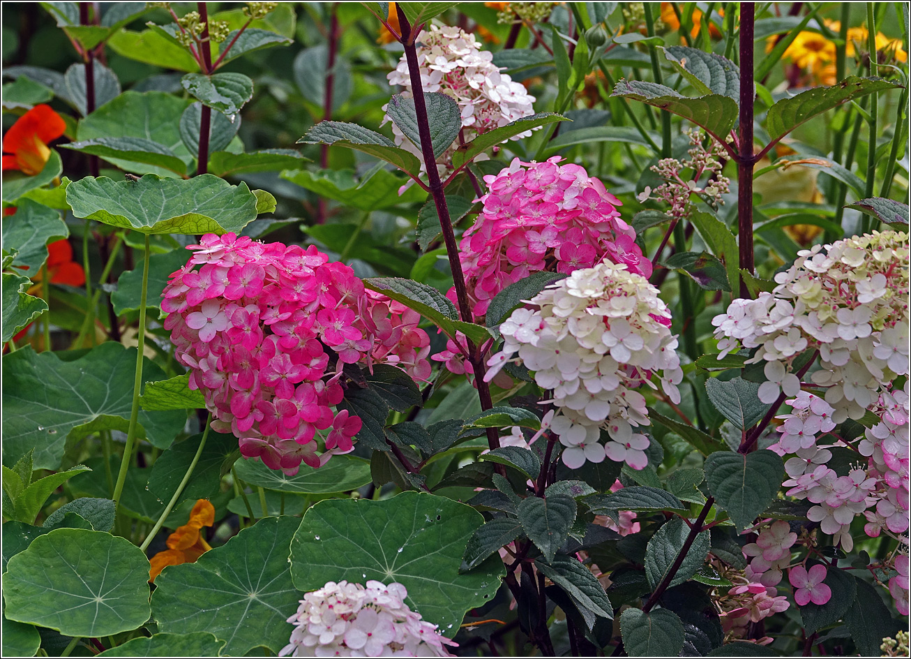 Изображение особи Hydrangea paniculata.