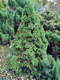 Picea glauca