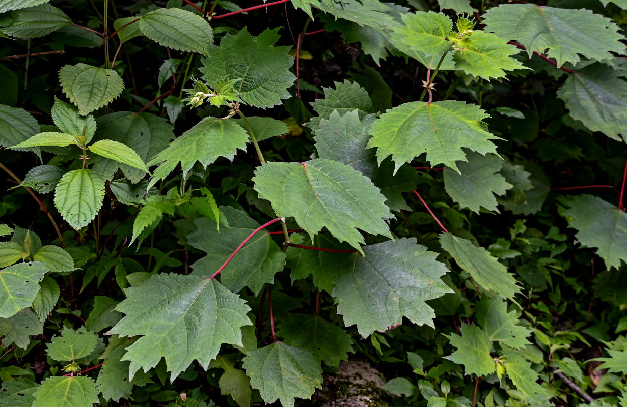 Изображение особи Boehmeria platanifolia.